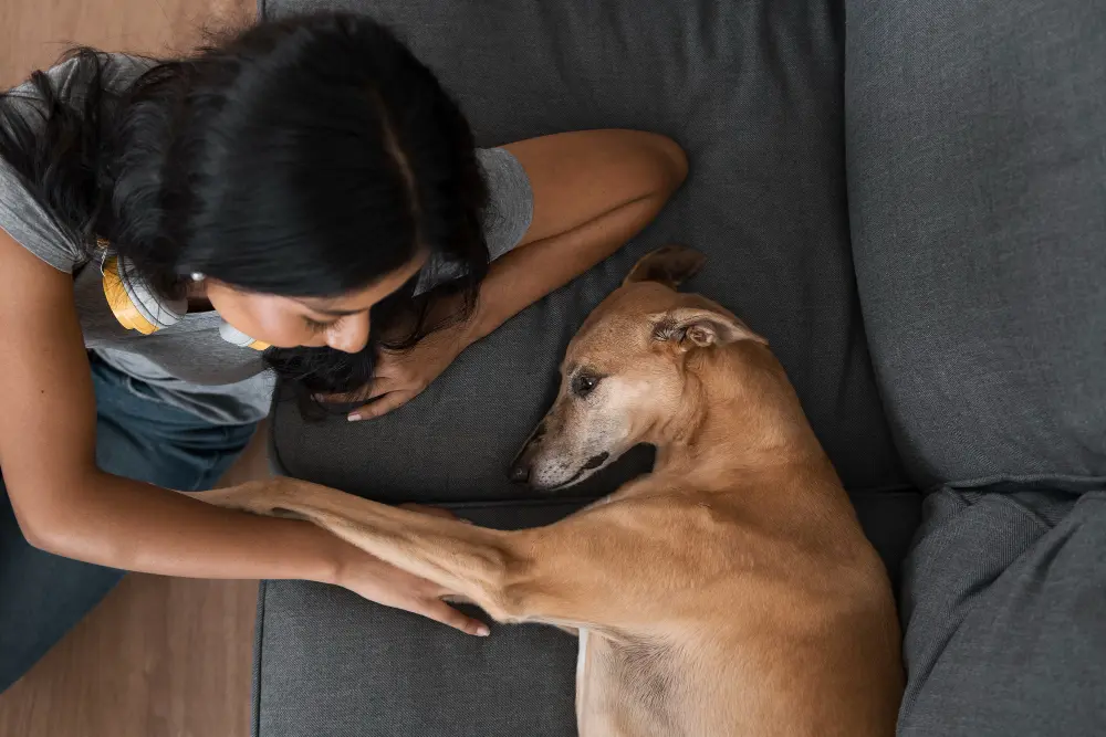 Pérdida de una Mascota
