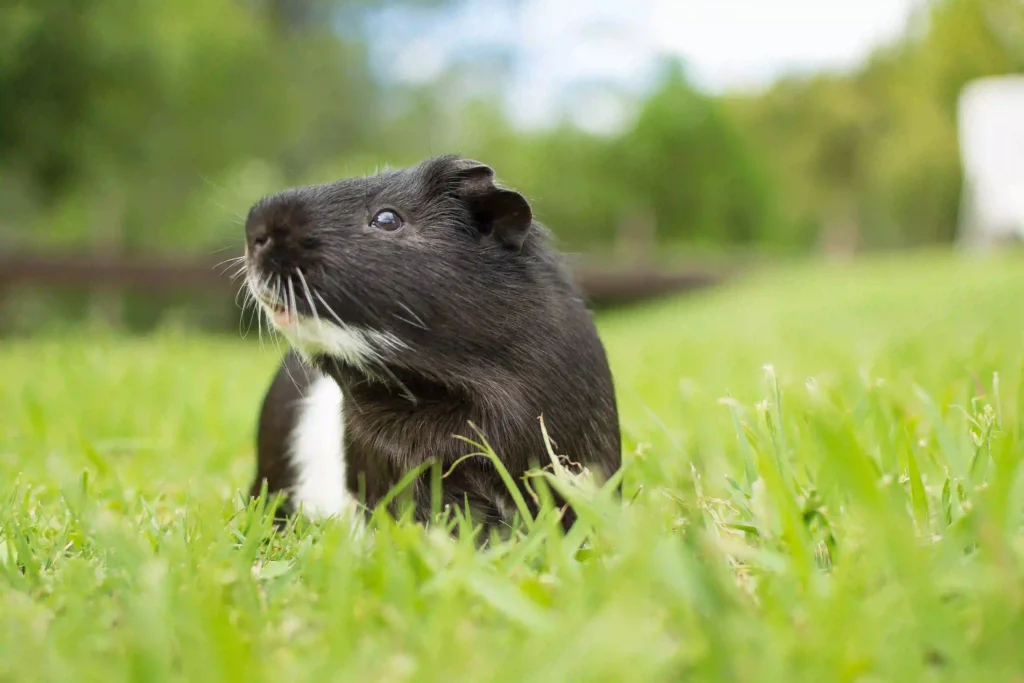 Pérdida de una mascota 
