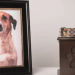 Cenizas de una mascota