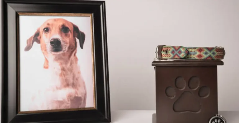 Cenizas de una mascota