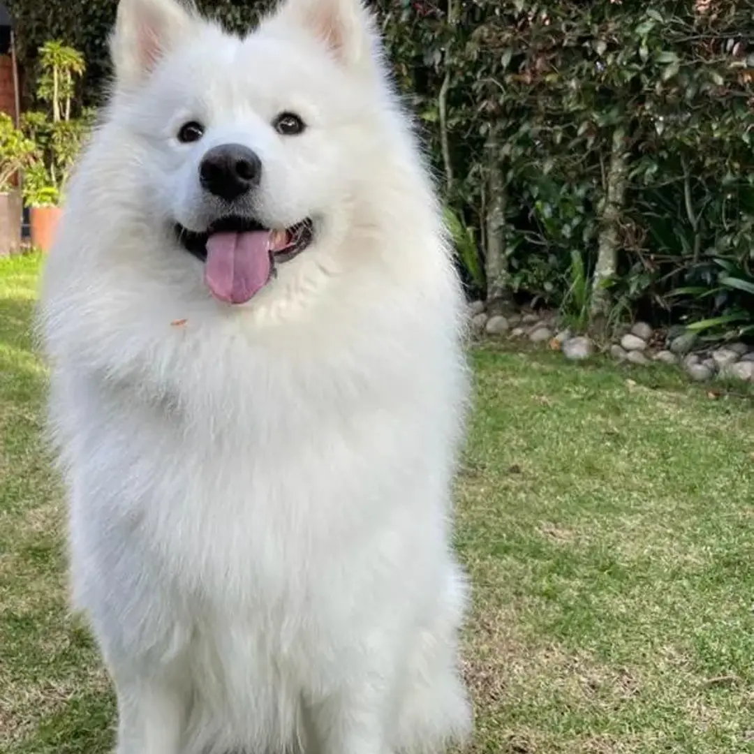 Tyson