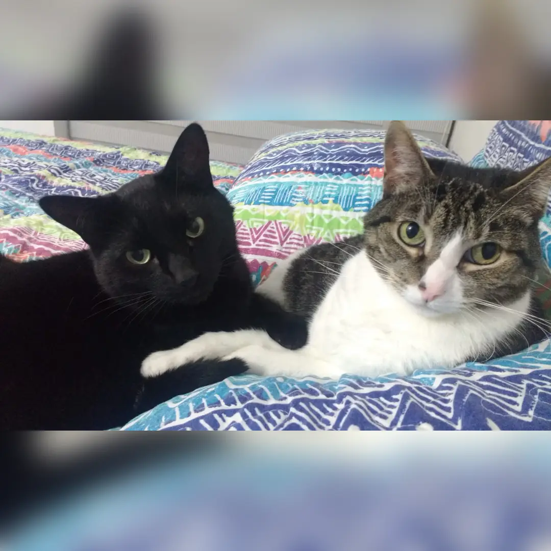 Acompañamiento duelo animal
