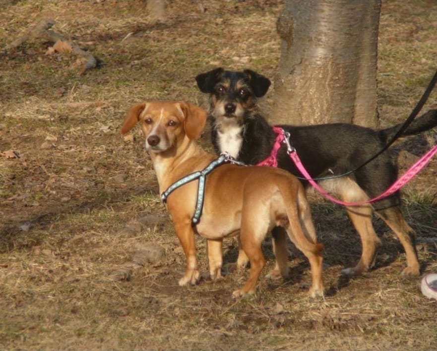 Fotografía de Cici y Arena