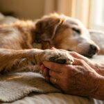 Manos sosteniendo con amor y paz la patita de un perro anciano descansando